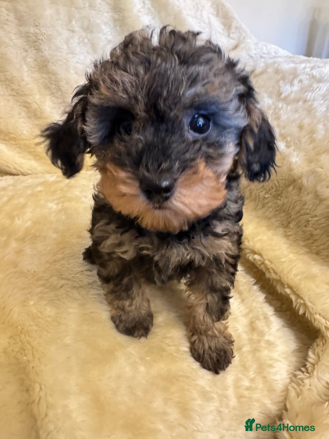 Toy Poodle dogs for sale: adorable toy poodle pups health tested  - Advert 9