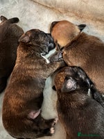 Mixed Breed dogs - Advert 12