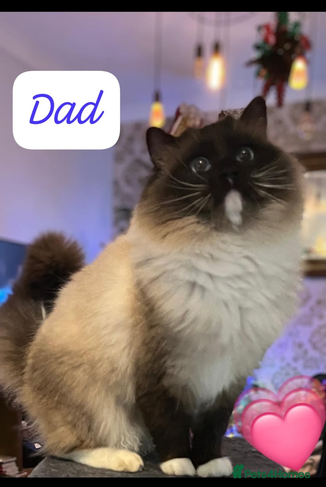 Ragdoll cats for sale: Beautiful pure ragdoll kittens  - Advert 5
