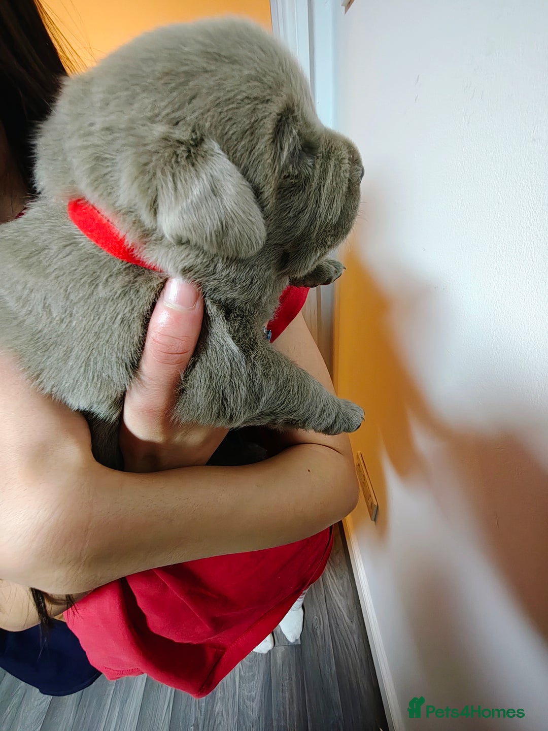 Labrador Retriever dogs for sale: Silver Labrador puppies  - Advert 2