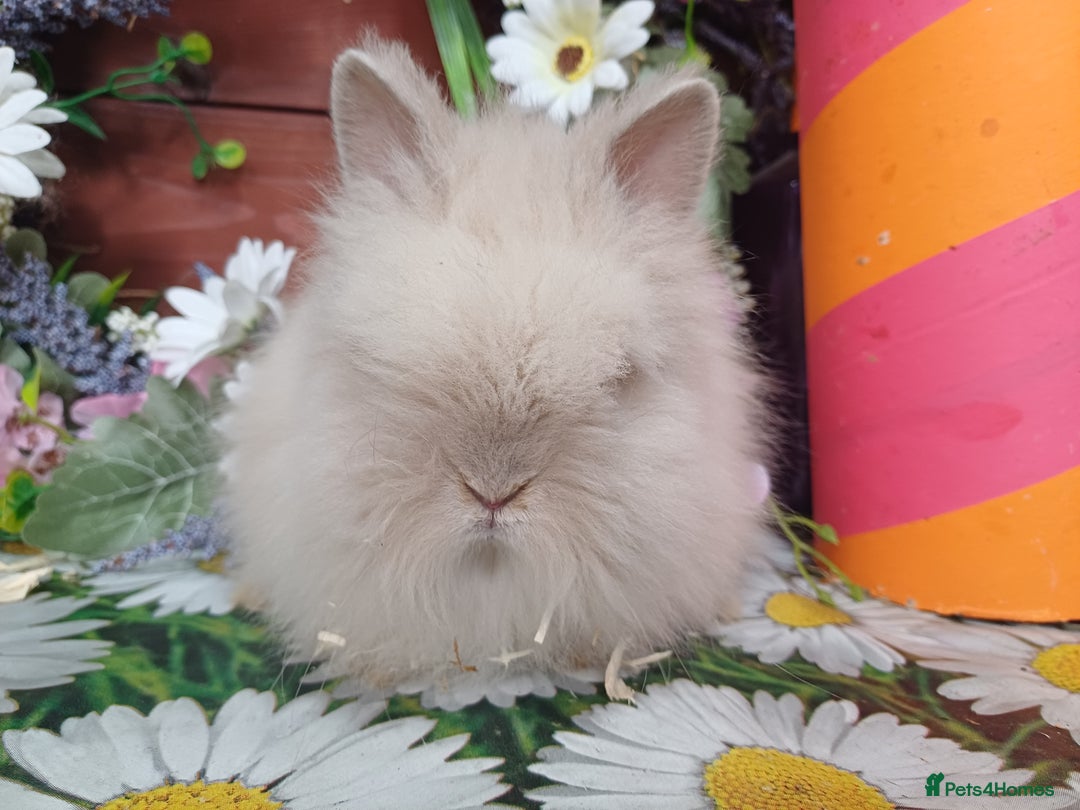 Lionhead rabbits for sale: 8 wk old Lionhead babies  in Barnsley - Image 13