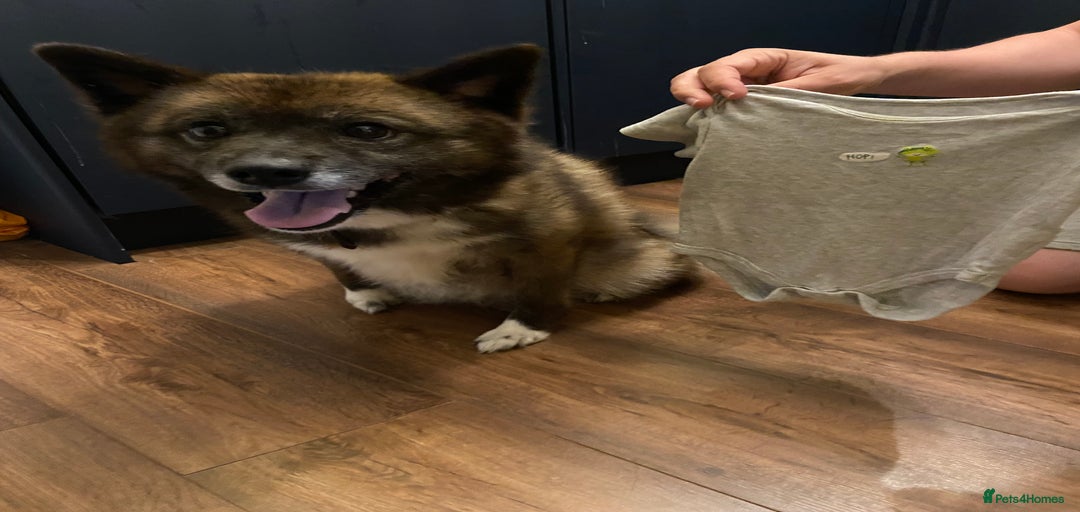 Gallery Image {{count}}