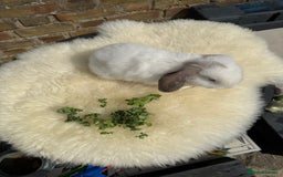 Mini Lop rabbits for sale: Pure Bred Mini Lops For Sale  - Image 6