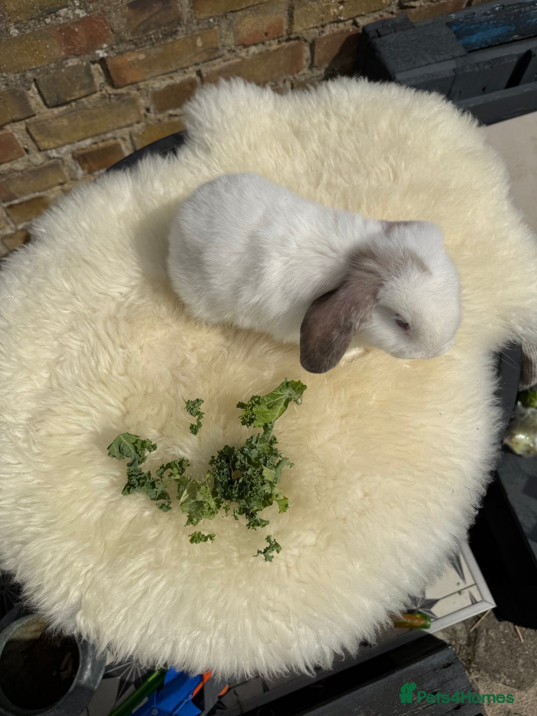 Mini Lop rabbits for sale: Pure Bred Mini Lops For Sale  - Image 6
