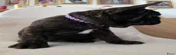 French Bulldog dogs for sale: "Last French Bulldog Puppy Available – Ready Now - Advert 9