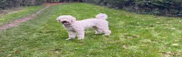 Mini Goldendoodle dogs for sale: Miniature Male Goldendoodle - Advert 1