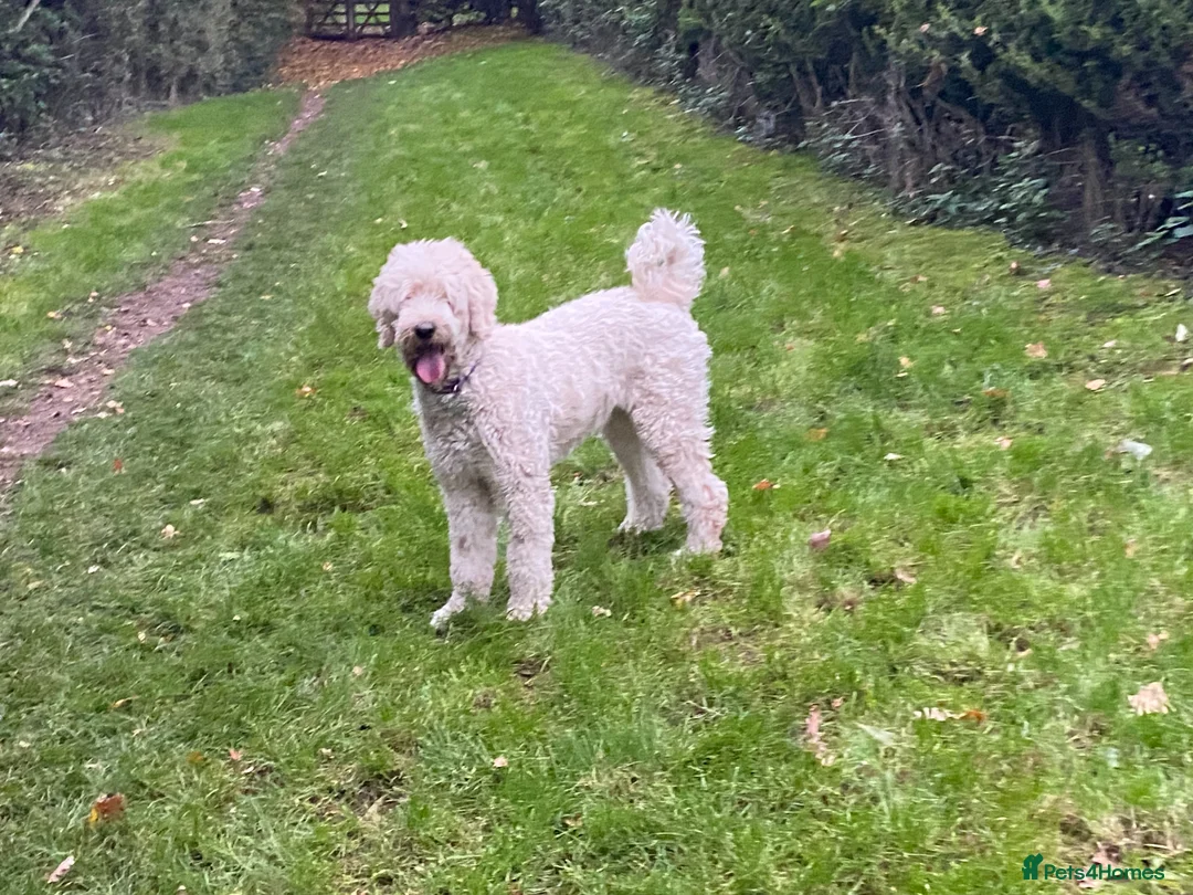 Mini Goldendoodle dogs for sale: Miniature Male Goldendoodle - Advert 1