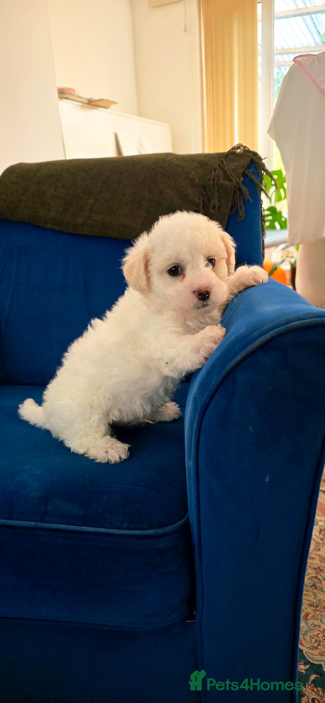 Shichon dogs for sale: Shichon puppies  - Image 8