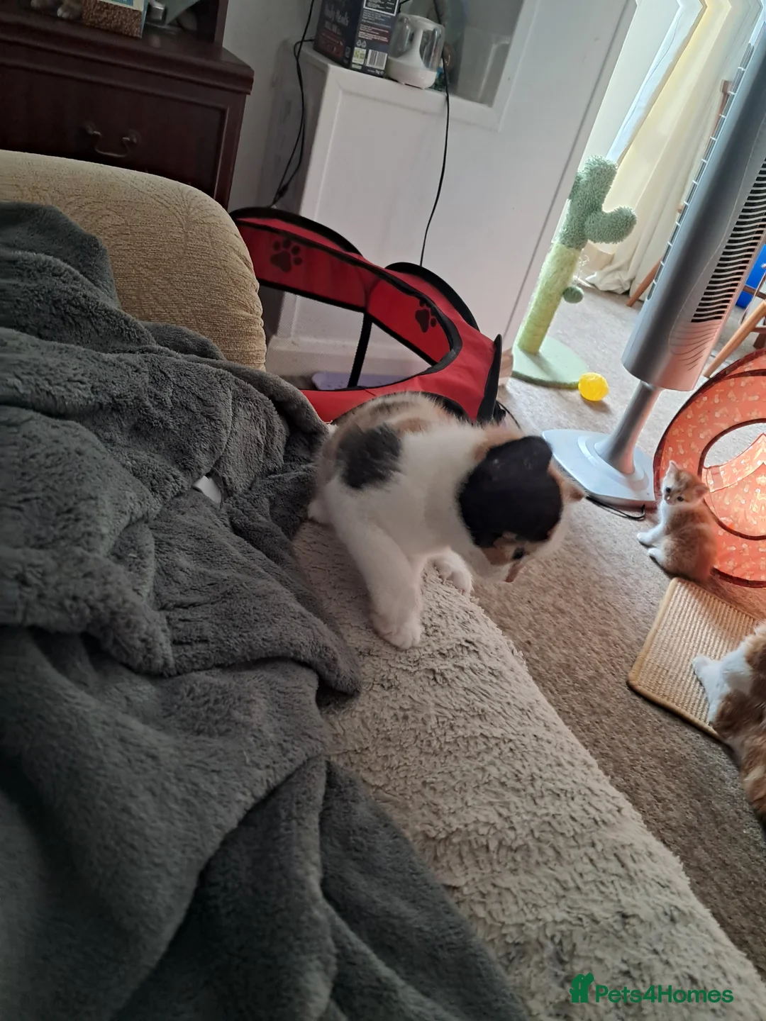 Mixed Breed cats for sale: Playful kittens for sale - Advert 2