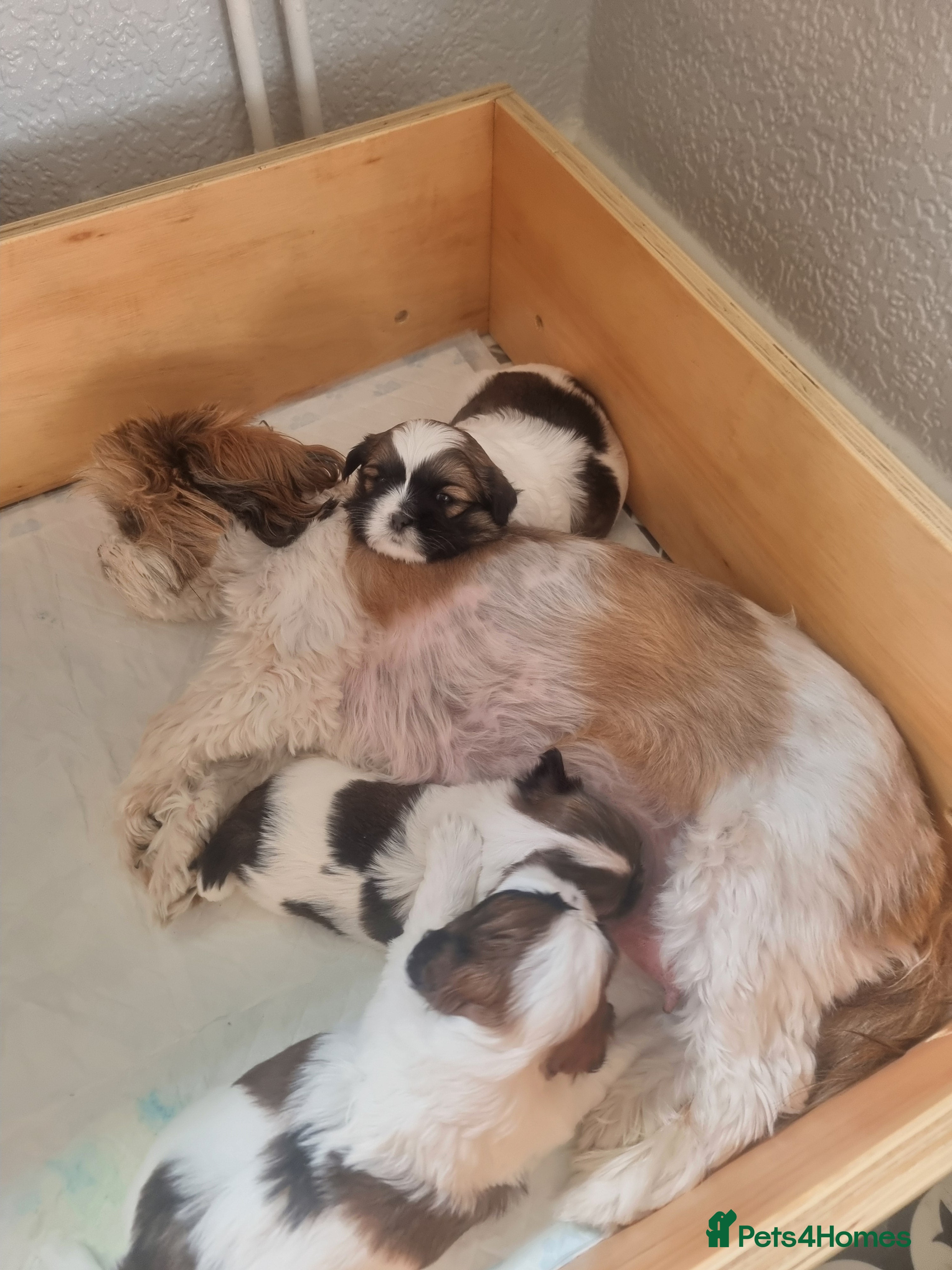 Shih Tzu dogs Shit tzu - Advert 2