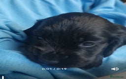 Cocker Spaniel dogs for sale: Adorable Cocker Spaniels  - Image 9