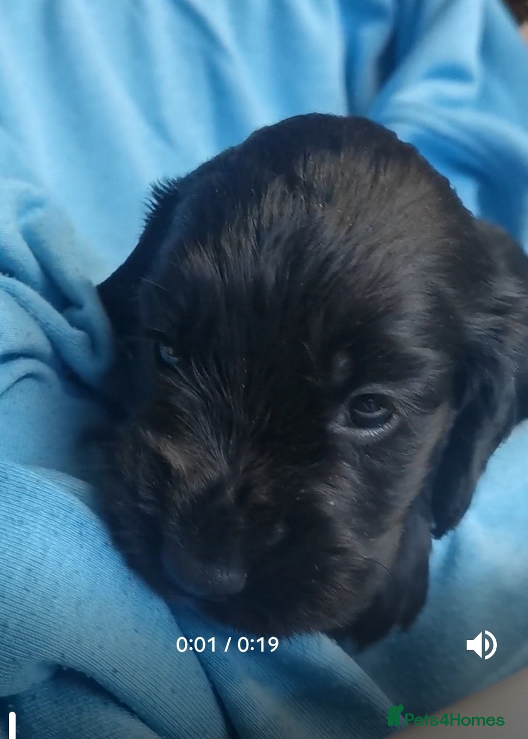 Cocker Spaniel dogs for sale: Adorable Cocker Spaniels  - Image 9