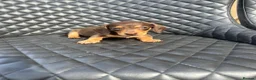 Dachshund dogs for sale: Dachshund puppies  - Advert 17