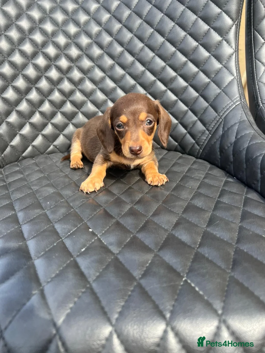 Dachshund dogs for sale: Dachshund puppies  - Advert 17