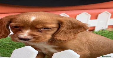 Cocker Spaniel dogs - Advert 6