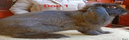 French Lop rabbits for sale: French lop  - Advert 3