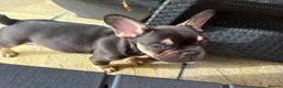 French Bulldog dogs for sale: Buster  in Cardiff - Advert 9