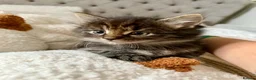 Mixed Breed cats for sale: Kittens looking for new home in Mansfield - Advert 11