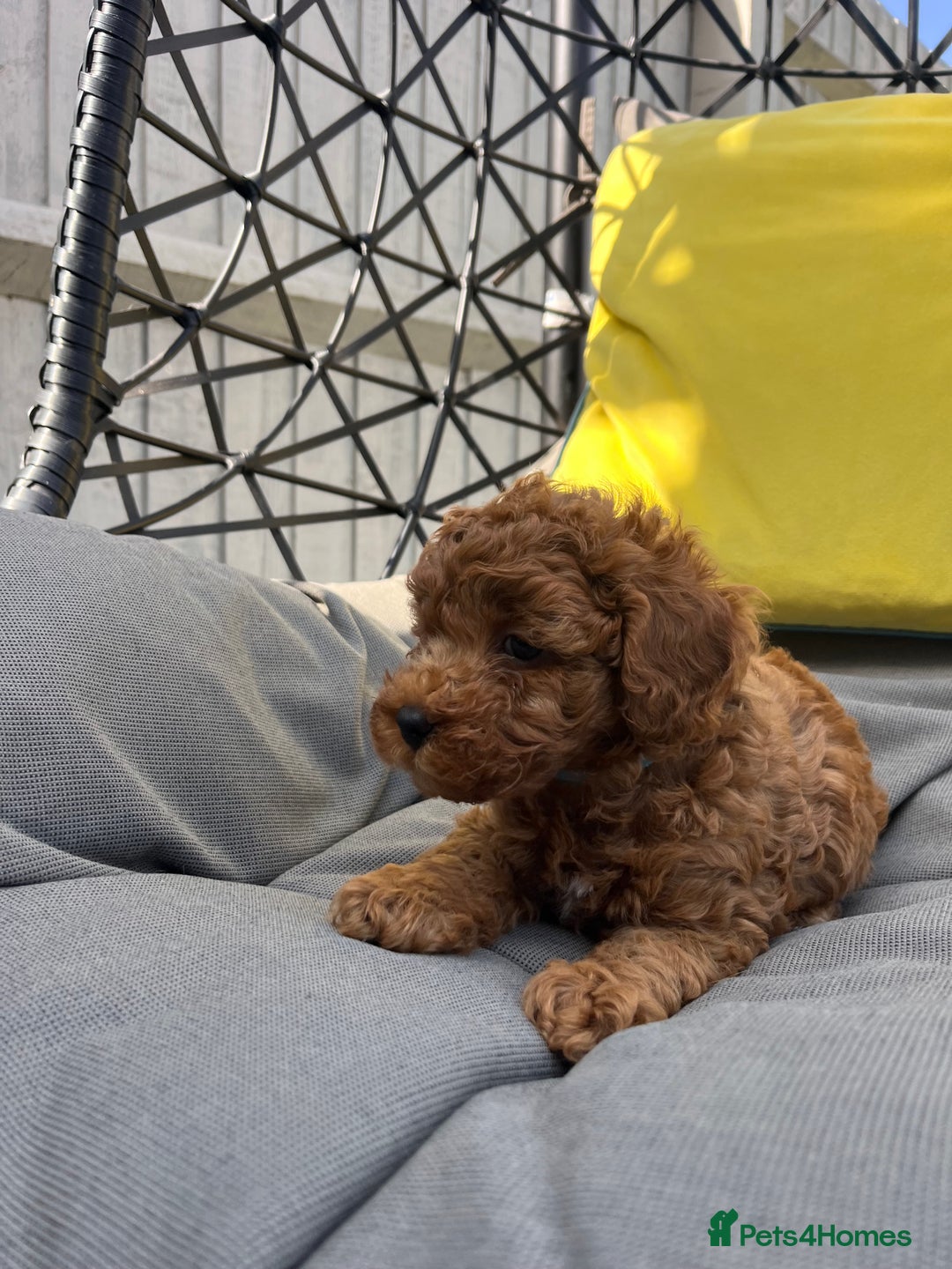 Toy Poodle dogs for sale: Adorable Toy Poodle Pups Looking for Forever Homes - Image 14