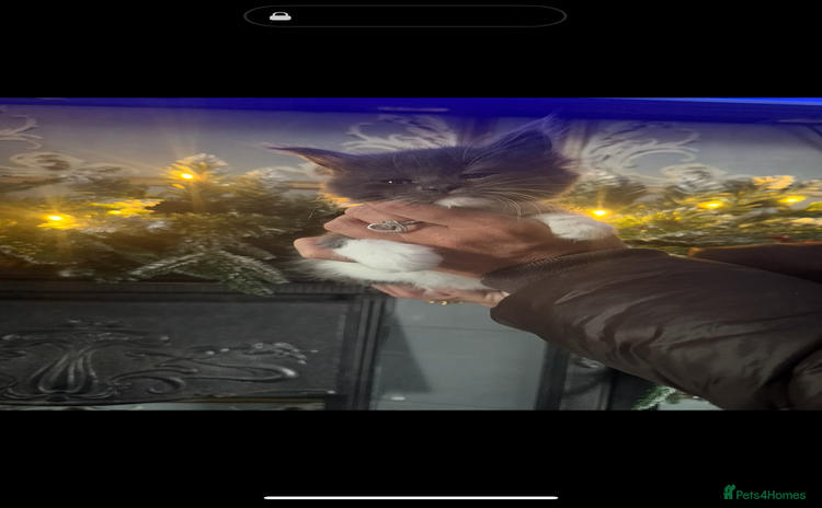 Maine Coon cats Giant mainecoons🎄Only grey and white girl left🎄 - Advert 3