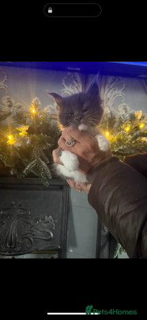 Maine Coon cats Giant mainecoons🎄Only grey and white girl left🎄 - Advert 1