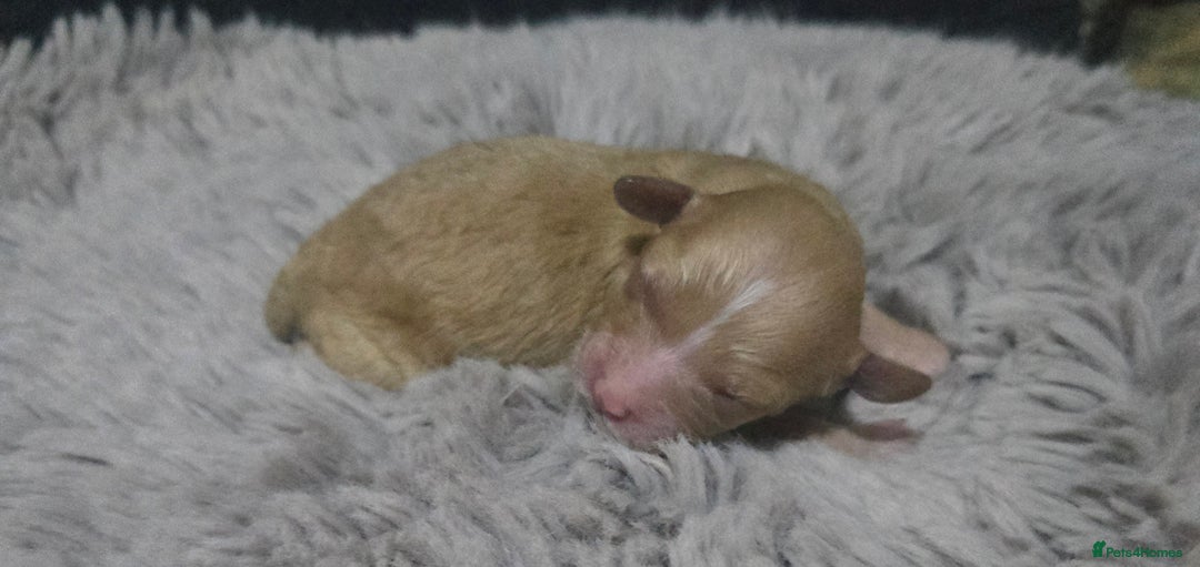 Australian Labradoodle dogs for sale: MINI Australian Labradoodle  in Leicester - Image 4