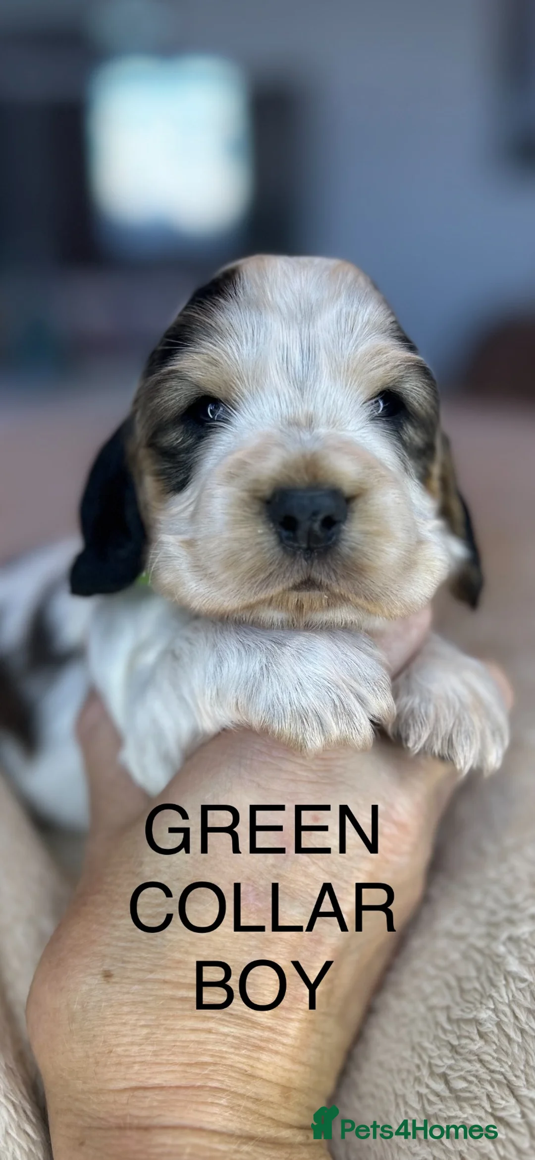 Cocker Spaniel dogs for sale: Exceptional Show Cocker Spaniel Puppies - Advert 6