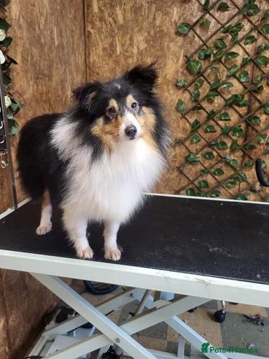 Gallery Image {{count}}