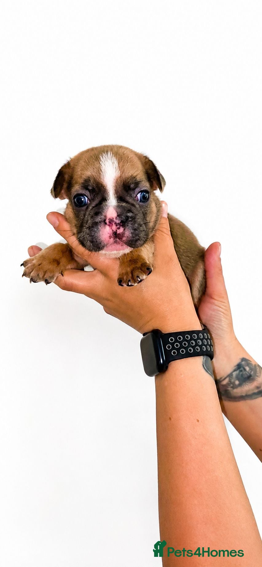 French Bulldog dogs 💥Stunning French Bulldog Puppies💥 - Advert 1