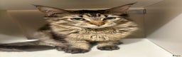 Maine Coon cats for sale: Maine coon  - Advert 1
