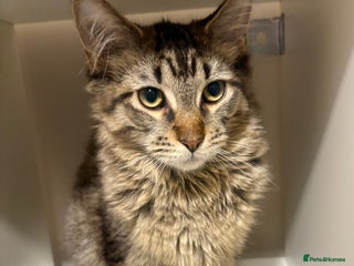 Maine Coon cats Maine coon - Advert 1