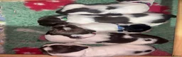 English Springer Spaniel dogs for sale: KC Registered Springer Spaniel Puppies - Advert 6