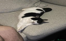 Domestic Shorthair cats for sale: Nyx - Shorthair Domestic  - Image 4