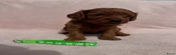 Cavapoo dogs for sale: Stunning home bred Cavapoo puppies health tested  - Advert 9