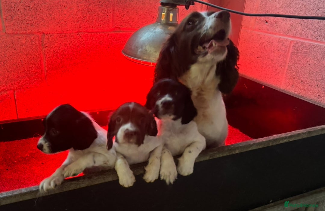 English Springer Spaniel dogs for sale: Working lines KC springer spaniels  - Advert 7