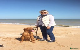 Labrador Retriever dogs for stud: Fully Health Tested Labrador for stud in Ashford - Image 8