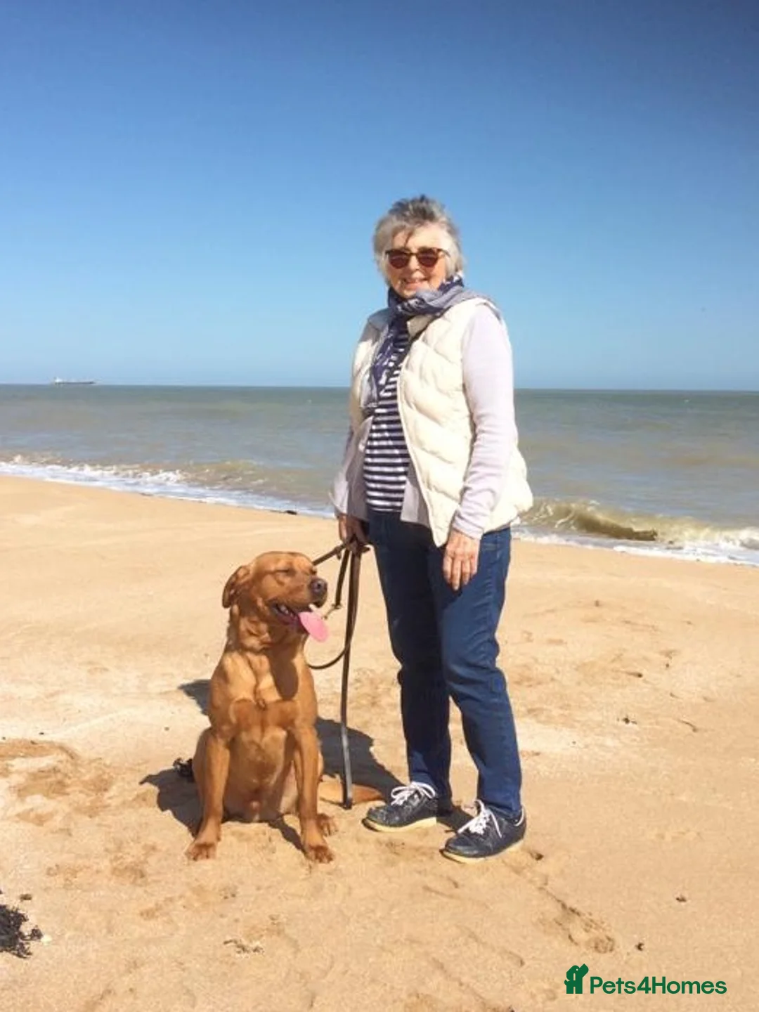 Labrador Retriever dogs for stud: Fully Health Tested Labrador for stud in Ashford - Advert 8