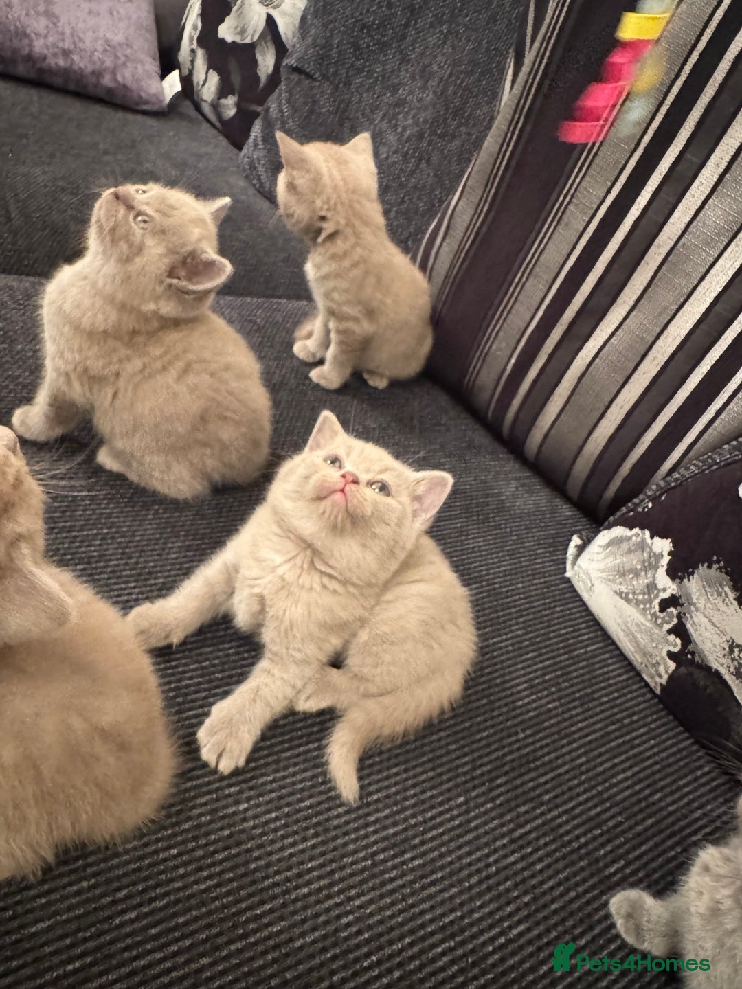 British Shorthair cats for sale: Lovely British shorthair Kitten  - Advert 2