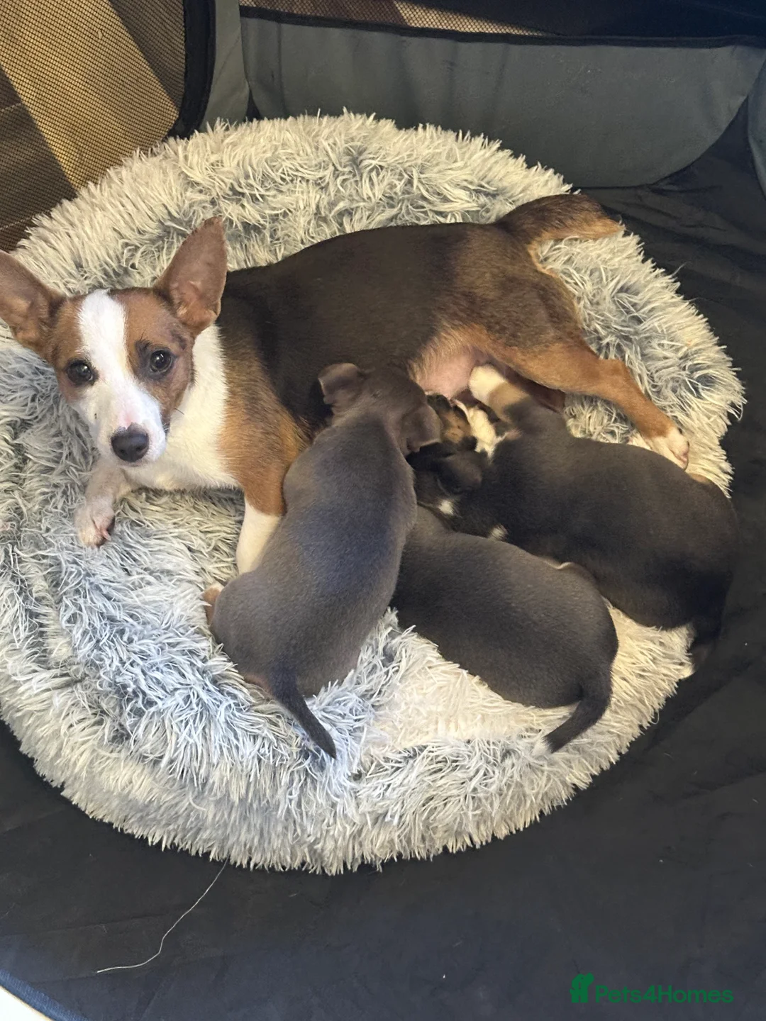 Jack Russell dogs for sale: Miniature miniature Jack Russel Puppies - Advert 2
