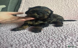 Cavapoo dogs for sale: ⭐️CAVAPOO F1B PUPPIES⭐️ - Image 14