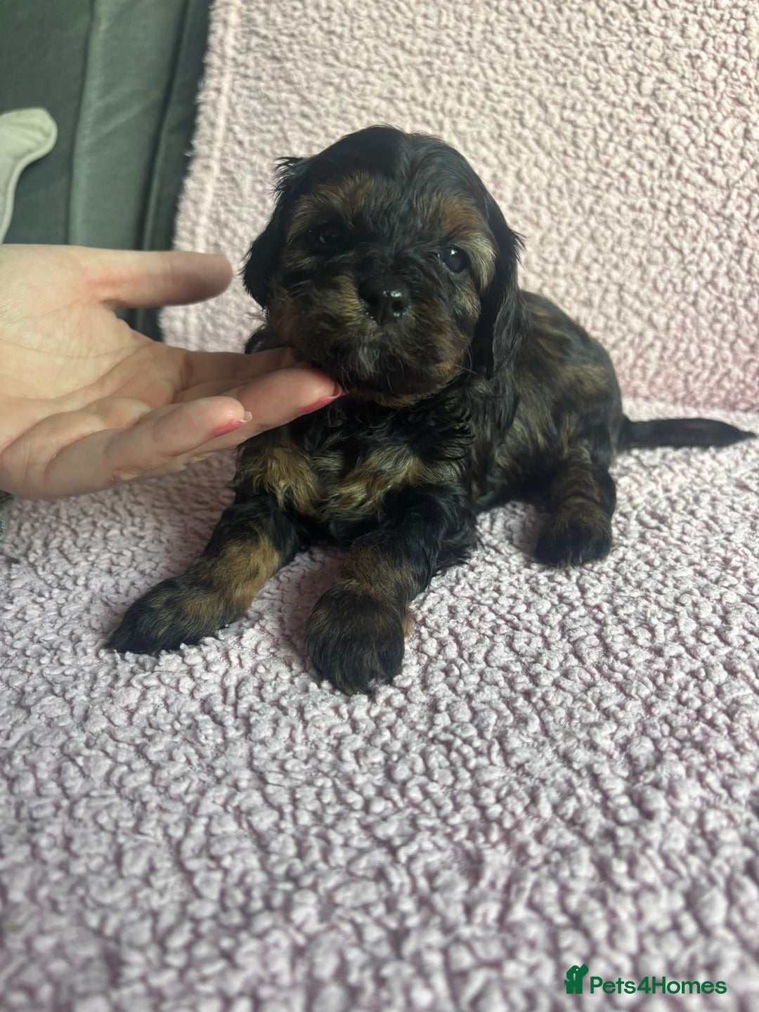 Cavapoo dogs for sale: ⭐️CAVAPOO F1B PUPPIES⭐️ - Image 14