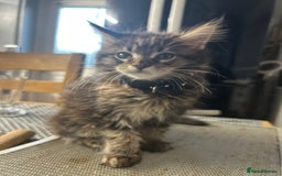 Maine Coon cats for sale: 🐾🐈‍⬛10 week old Maine coon kittens🐈‍⬛🐾 - Image 10