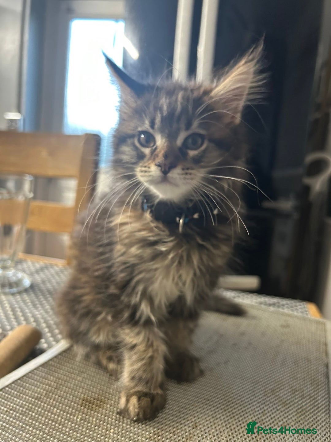 Maine Coon cats for sale: 🐾🐈‍⬛10 week old Maine coon kittens🐈‍⬛🐾 - Image 10