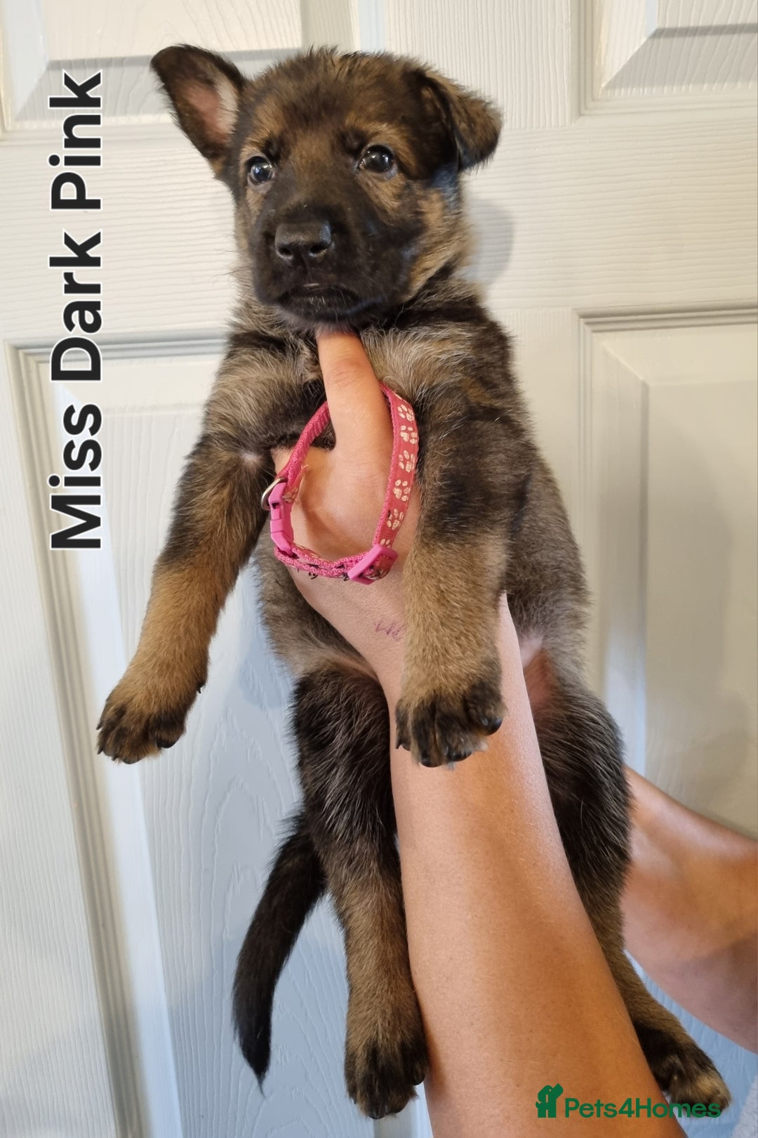 German Shepherd dogs for sale: 12 Czech KC Extensively Health Tested GSDs Puppies - Image 5