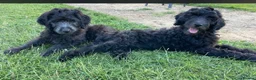 Goldendoodle dogs for sale: Goldendoodle F1b - Advert 5