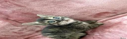 Bengal cats for sale: Bengal cross Russian blue - Advert 19