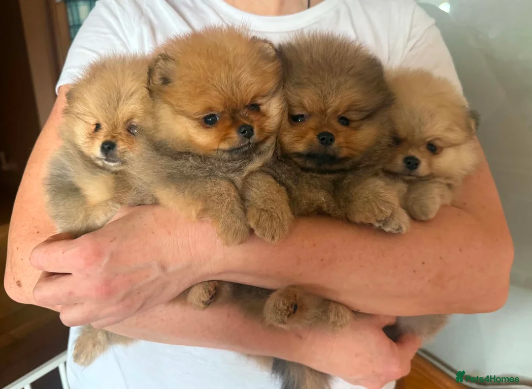 Pomeranian dogs for sale: Stunning orange true to type boys - Advert 1