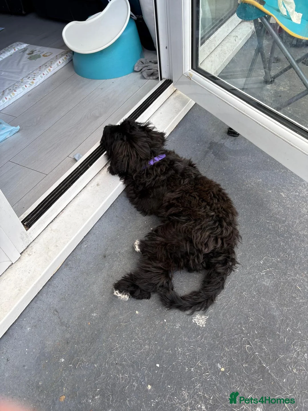 Cockapoo dogs for sale: Cockapoo f1 for sale - Advert 1