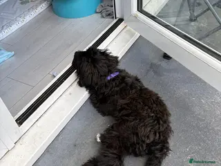 Cockapoo dogs Cockapoo f1 for sale - Advert 3