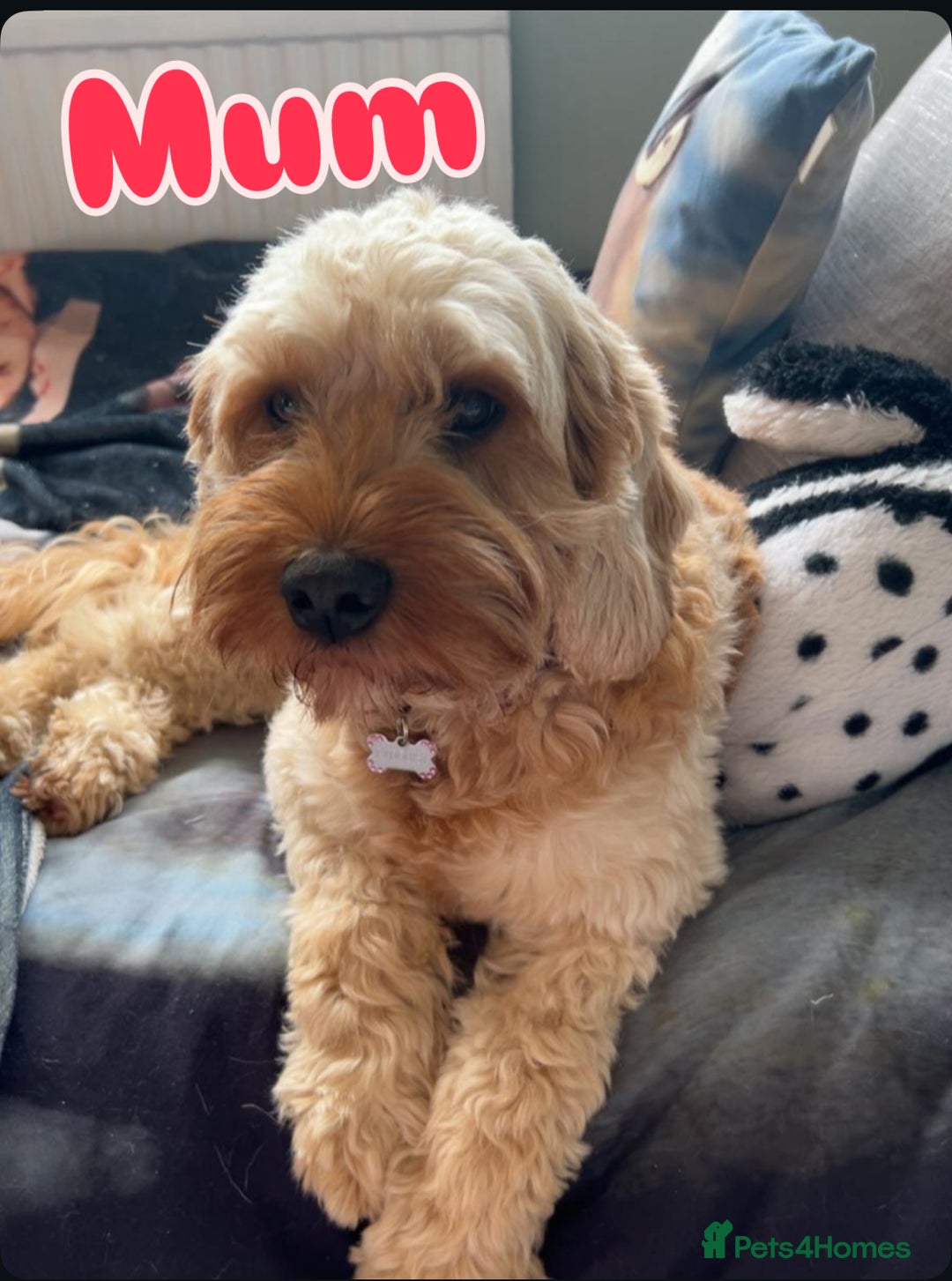 Cavapoo dogs for sale: Beautiful F1B cavapoo “teddy bear” puppies  - Advert 24
